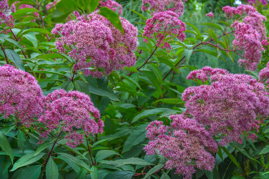 Lush flowering bushes of Posconica, eupatorium