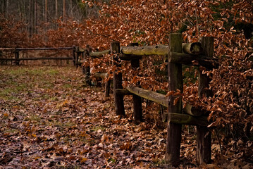 Ogrodzenie ze starych drewnianych belek wśród przebarwionych na brązowo liści drzew ( buków ) . - obrazy, fototapety, plakaty