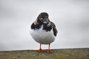 Ruddy turnstone