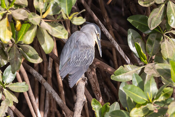 Ein Mangrovereiher in der Seitenansicht in Mangroven sitzend