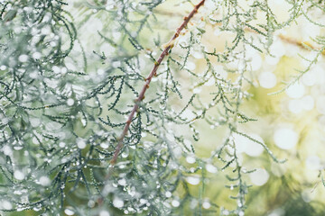 The water droplets on the leaves during the rainy season of the rain forest 

