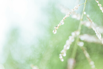 The water droplets on the leaves during the rainy season of the rain forest 
