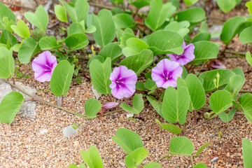Ipomoea Pes-caprae growth across the beach