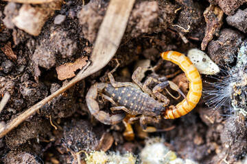 Scorpions are eating prey they can hunt.
