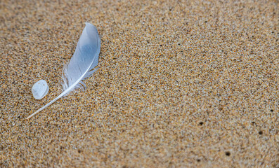 Sand texture. Copy space. Top view. Flat lay. Feather of a bird on wet sand close-up