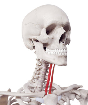 3d rendered medically accurate muscle illustration of the sternohyoid