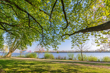 Scenic tree branches in a park at the shore of Elbe River in Hamburg, Germany
