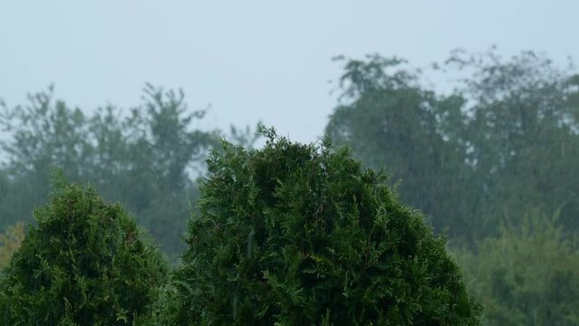 Close up pouring rain with large bush in background