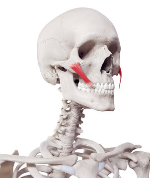 3d rendered medically accurate muscle illustration of the zygomaticus major