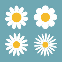 Fototapeta premium Camomile daisy set. Four white chamomile icon. Cute round flower plant collection. Love card symbol. Growing concept. Flat design. Isolated. Blue background.
