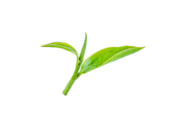 Obraz premium Fresh tea leaves on a white background.