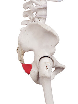 3d rendered medically accurate muscle illustration of the iliococcygeus
