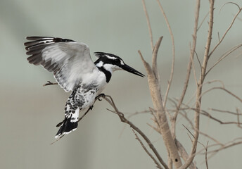 Pied Kingfisher trying to perch on a twig, at Asker marsh, Bahrain