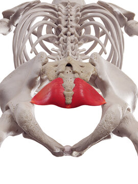 3d rendered medically accurate muscle illustration of the iliococcygeus