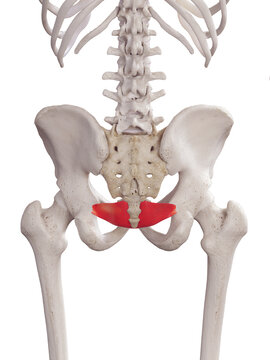 3d rendered medically accurate muscle illustration of the iliococcygeus