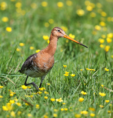 Black-tailed godwit in a mixed colony of waders on a meadow. 