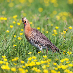 Black-tailed godwit in a mixed colony of waders on a meadow. 