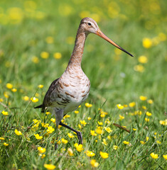 Black-tailed godwit in a mixed colony of waders on a meadow. 