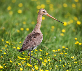 Black-tailed godwit in a mixed colony of waders on a meadow. 