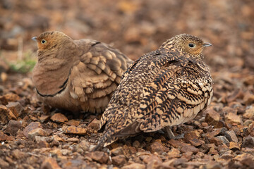 A pair of chestnut-bellied sandgrouse at Bhigwan bird sanctuary, India