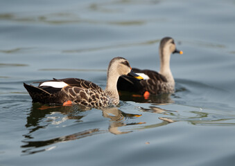 Fototapeta premium A pair of Indian spot-billed duck at Bhigwan bird sanctuary, India