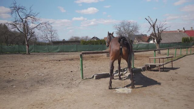 peeing mare in the paddock on the farm