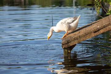 Goose jumping in the water from wooden jetty