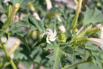 White trumpet shaped flower of hallucinogen plant Devil's Trumpet or Jimsonweed.