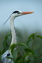 Portrait of a  grey heron in the morning at Bhigwan bird sanctuary, India