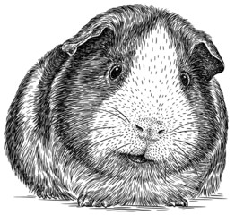 black and white engrave isolated guinea pig illustration - obrazy, fototapety, plakaty