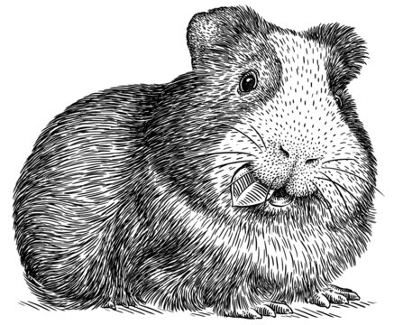 black and white guinea pig eating leaf clip art preview