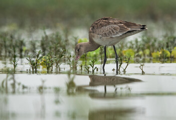 Black-tailed godwit feeding at Bhigwan bird sanctuary Maharashtra