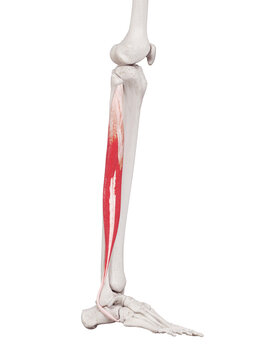 3d rendered medically accurate muscle illustration of the peroneus longus