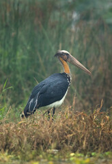 Greater adjutant at Bhigwan bird sanctuary Maharashtra