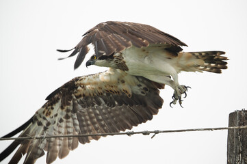 Osprey takeoff at Bhigwan bird sanctuary, Maharashtra