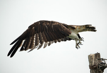 Osprey takeoff at Bhigwan bird sanctuary, Maharashtra