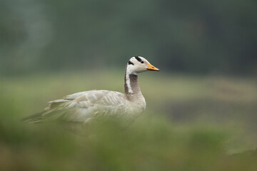 Naklejka na ściany i meble Bar-headed goose at Bhigwan bird sanctuary, India