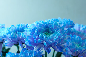 blue chrysanthemums on a grey wall background