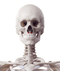 3d rendered medically accurate muscle illustration of the nasalis alar