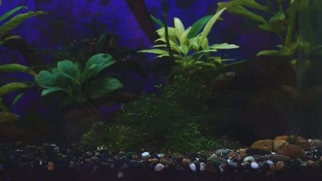 Young bream swims in the aquarium with aquatic plants. Freshwater river fish in an aquarium
