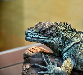 The sail lizard (Latin. Hydrosaurus) is a genus of lizards from the Agamaceae family