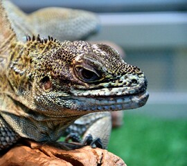 The sail lizard (Latin. Hydrosaurus) is a genus of lizards from the Agamaceae family