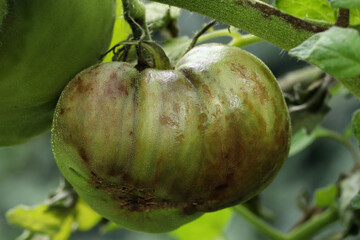 The tomato plant and unripe tomato are infected with late blight caused by fungus-like microorganism Phytophthora infestans. Stems, leaves, and fruits have dark brown or grey spots and lesions. 