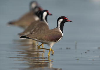 Red-wattled Lapwings standing in a row at Bhigwan bird sanctuary Maharashtra