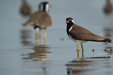 Red-wattled Lapwings at Bhigwan bird sanctuary Maharashtra