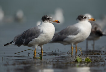 Fototapeta premium Great black-headed gulls at Bhigwan bird sanctuary, India