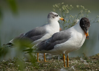 A pair of Pallas’s gulls at Bhigwan bird sanctuary, India