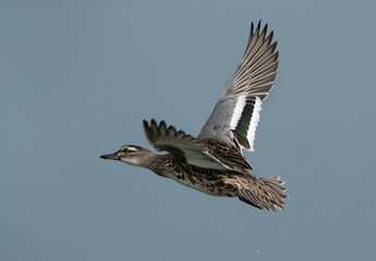 Garganey in flight at Bhigwan bird sanctuary, India
