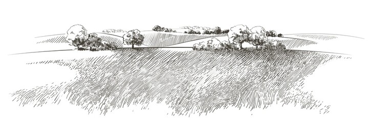 Vector sketch Green grass field on small hills. Meadow, alkali, lye, grassland, pommel, lea, pasturage, farm. Rural scenery landscape panorama of countryside pastures. illustration - obrazy, fototapety, plakaty