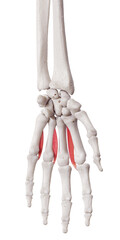 3d rendered medically accurate muscle illustration of the palmar interosseous